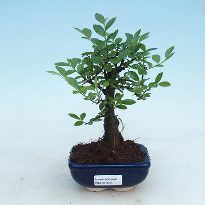 Izbová bonsai - Ulmus parvifolia - Malolistý jilm - 1
