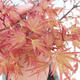Vonkajšie bonsai - Acer palmatum Beni Tsucasa - Javor dlaňolistý - 1/3