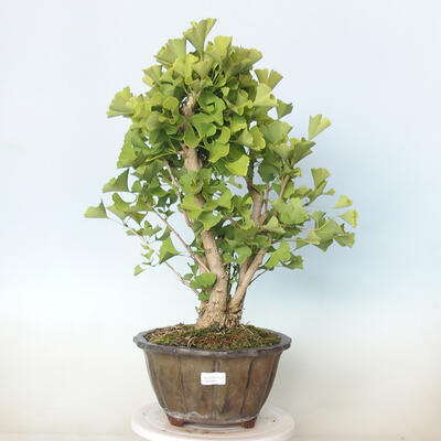 Vonkajší bonsai - Jinan dvojlaločný - Ginkgo biloba - 1