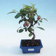 Vonkajšie bonsai - Malus halliana - Maloplodé jabloň - 1/5