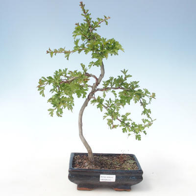 Vonkajšie bonsai - Hloh jednosemený VB2020-545