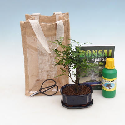 Izbová bonsai v darčekovej taške - JUTA, Zantoxylum piperitum - Piepor