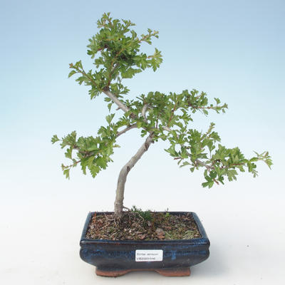 Vonkajšie bonsai - Hloh jednosemený VB2020-546