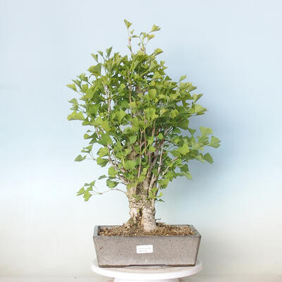 Vonkajší bonsai - Jinan dvojlaločný - Ginkgo biloba - 1
