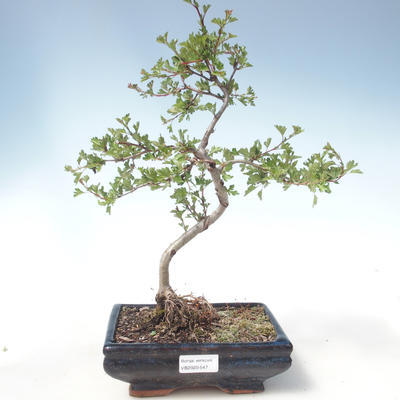 Vonkajšie bonsai - Hloh jednosemený VB2020-547