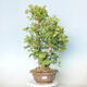 Vonkajší bonsai - Jinan dvojlaločný - Ginkgo biloba - 1/4