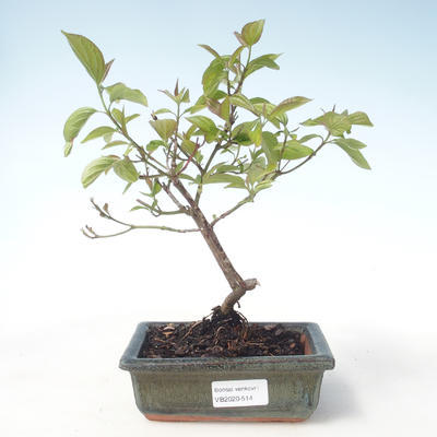 Vonkajšie bonsai - Drieň - Cornus mas VB2020-514 - 1