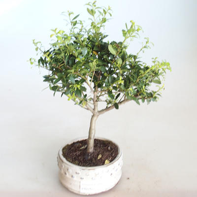 Izbová bonsai - Ilex crenata - Cezmína