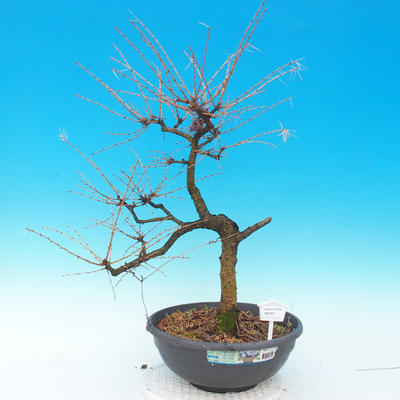 Vonkajší bonsai -Modřín opadavý-Larix decidua - 1