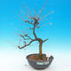 Vonkajší bonsai -Modřín opadavý-Larix decidua - 1/4