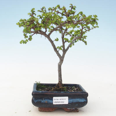 Vonkajšia bonsai-Ulmus parviflora-brest malolistá VB2020-552