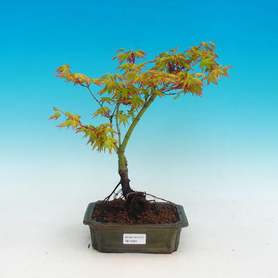 Vonkajšie bonsai - Javor dlaňolistý - 1
