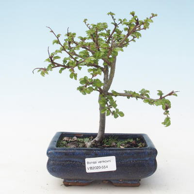 Vonkajšia bonsai-Ulmus parviflora-brest malolistá VB2020-554
