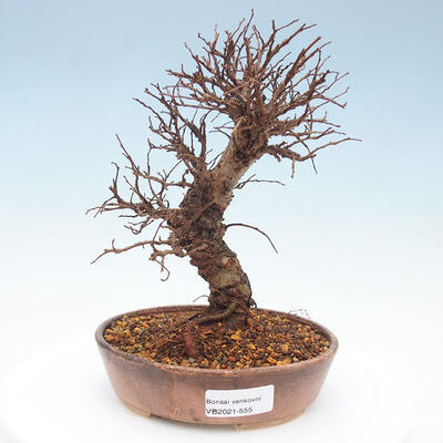 Vonkajšie bonsai - Zelkova - Zelkova Nirom - 1