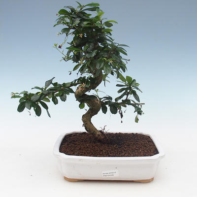 Pokojová bonsai - Carmona macrophylla - Čaj fuki 2191556 - 1