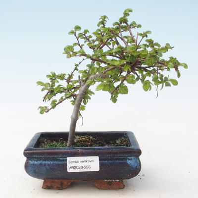 Vonkajšia bonsai-Ulmus parviflora-brest malolistá VB2020-556