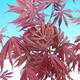 Vonkajšia bonsai-Acer palmatum Trompenburg-Javor červený - 1/2