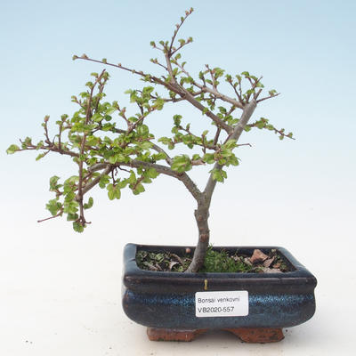 Vonkajšia bonsai-Ulmus parviflora-brest malolistá VB2020-557