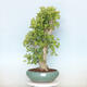 Vonkajší bonsai - Jinan dvojlaločný - Ginkgo biloba - 1/4