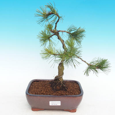 Vonkajší bonsai -Pinus parviflora-Borovica drobnokvetá