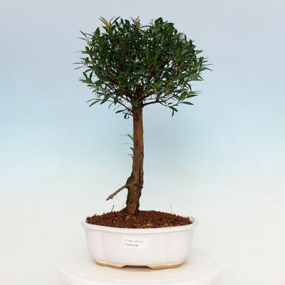 Izbová bonsai - Syzygium - Pimentovník - 1
