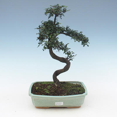 Pokojová bonsai - Ulmus Parvifolia-Malolistý jilm PB2191558