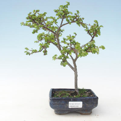 Vonkajšia bonsai-Ulmus parviflora-brest malolistá VB2020-558