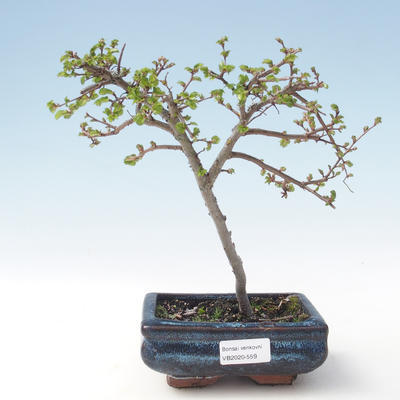 Vonkajšia bonsai-Ulmus parviflora-brest malolistá VB2020-559