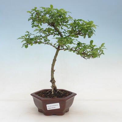 Izbová bonsai - Ligustrum Aurea - Vtáčí zob - 1