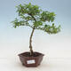 Izbová bonsai - Ligustrum Aurea - Vtáčí zob - 1/3