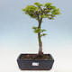 Vonkajší bonsai -Javor dlaňovitolistý Acer palmatum Shishigashira - 1/4