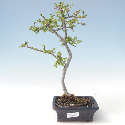 Vonkajšia bonsai-Ulmus parviflora-brest malolistá VB2020-560