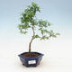 Izbová bonsai - Ligustrum Aurea - Vtáčí zob - 1/3