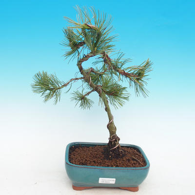 Vonkajší bonsai -Pinus parviflora-Borovica drobnokvetá