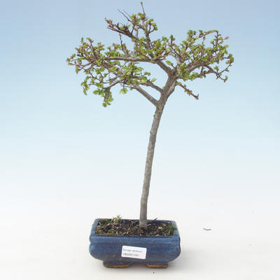 Vonkajšia bonsai-Ulmus parviflora-brest malolistá VB2020-561