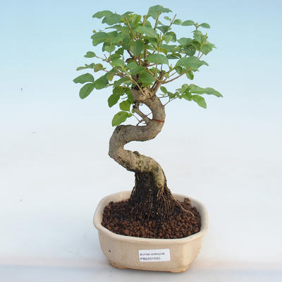 Izbová bonsai -Ligustrum chinensis - Vtáčí zob