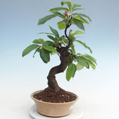 Vonkajšie bonsai - Pseudocydonia sinensis - Dula čínska VB2020-563 - 1