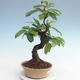 Vonkajšie bonsai - Pseudocydonia sinensis - Dula čínska VB2020-563 - 1/2