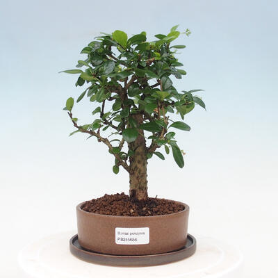 Izbová bonsai s podmiskou - Carmona macrophylla - Čaj fuki - 1