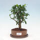 Izbová bonsai s podmiskou - Carmona macrophylla - Čaj fuki - 1/7
