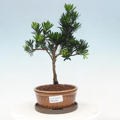 Izbová bonsai s podmiskou - Podocarpus - Kamenný tis - 1