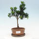 Izbová bonsai s podmiskou - Podocarpus - Kamenný tis - 1/4