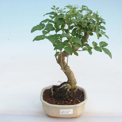 Izbová bonsai -Ligustrum chinensis - Vtáčí zob