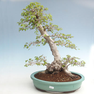 Vonkajší bonsai -Carpinus CARPINOIDES - Hrab kórejský VB2020-566 - 1