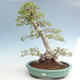 Vonkajší bonsai -Carpinus CARPINOIDES - Hrab kórejský VB2020-566 - 1/5