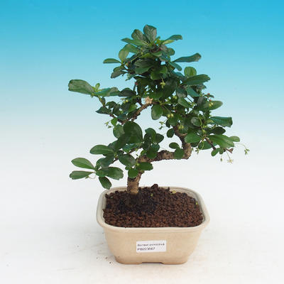 Bonsai v miestnosti - Carmona macrophylla - Tea fuki - 1