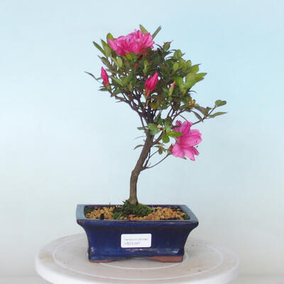 Vonkajší bonsai - Rhododendron sp. - Azalka ružová