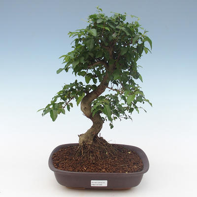 Pokojová bonsai - Ligustrum chinensis - Ptačí zob PB2191568 - 1