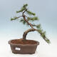 Vonkajší bonsai - Pinus mugo - Borovica kľač - 1/4