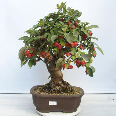 Vonkajší bonsai -Malus halliana - Maloplodé jabloň - 1